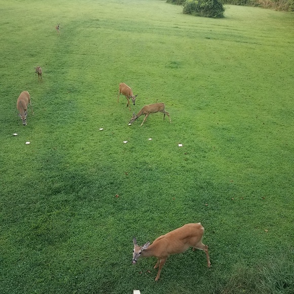 Meet your Posher, Eileen - Picture 4 of 5